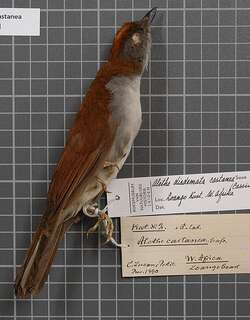 白尾鸲鸫 / White-tailed Alethe / Alethe diademata