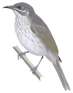 金伯利吸蜜鸟 / Kimberley Honeyeater / Territornis fordiana