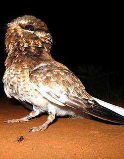 白翅夜鹰 / White-winged Nightjar / Eleothreptus candicans
