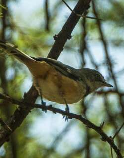 斑林莺 / Banded Parisoma / Curruca boehmi