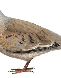 纯胸地鸠 / Plain-breasted Ground Dove / Columbina minuta
