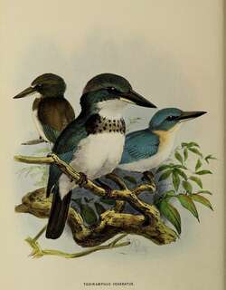 社会岛翡翠 / Society Kingfisher / Todiramphus veneratus