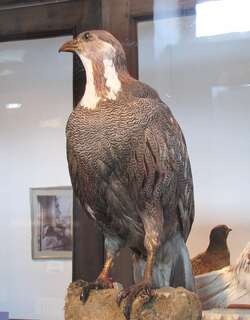 里海雪鸡 / Caspian Snowcock / Tetraogallus caspius