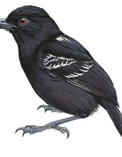 卡氏蚁鵙 / Castelnau’s Antshrike / Thamnophilus cryptoleucus