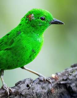 辉绿雀 / Glistening-green Tanager / Chlorochrysa phoenicotis