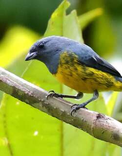 铅灰歌雀 / Plumbeous Euphonia / Euphonia plumbea