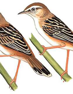 棕扇尾莺 / Zitting Cisticola / Cisticola juncidis