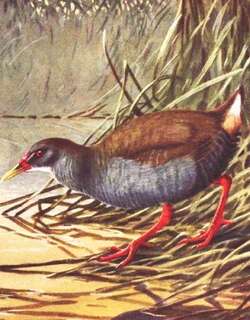 沼泽秧鸡 / Zapata Rail / Cyanolimnas cerverai