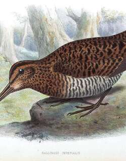 大厚嘴沙锥 / Imperial Snipe / Gallinago imperialis