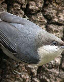 小䴓 / Pygmy Nuthatch / Sitta pygmaea