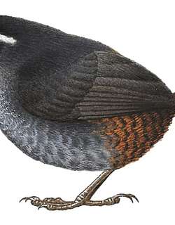 淡喉窜鸟 / Tacarcuna Tapaculo / Scytalopus panamensis