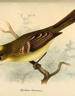 黄斑翅霸鹟 / Flavescent Flycatcher / Myiophobus flavicans