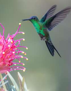 紫顶妍蜂鸟 / Violet-capped Woodnymph / Thalurania glaucopis