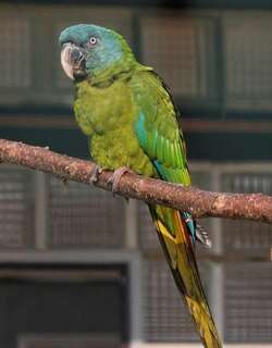 蓝头金刚鹦鹉 / Blue-headed Macaw / Primolius couloni