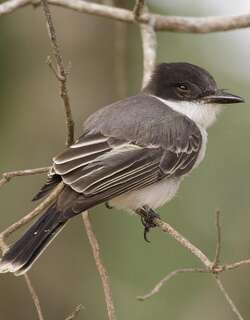 圆头王霸鹟 / Loggerhead Kingbird / Tyrannus caudifasciatus