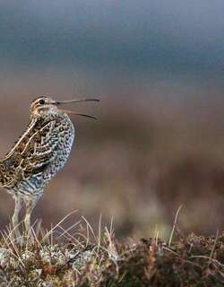 斑腹沙锥 / Great Snipe / Gallinago media