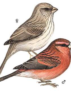 红腰朱雀 / Red-mantled Rosefinch / Carpodacus rhodochlamys