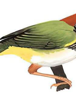 黑喉缝叶莺 / Dark-necked Tailorbird / Orthotomus atrogularis