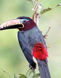 巴西簇舌巨嘴鸟 / Lettered Aracari / Pteroglossus inscriptus