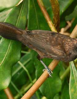 暗栗文鸟 / Dusky Munia / Lonchura fuscans