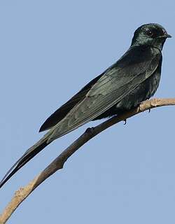 叉尾锯翅燕 / Fanti Saw-wing / Psalidoprocne obscura