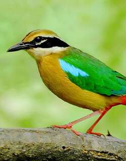 印度八色鸫 / Indian Pitta / Pitta brachyura