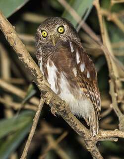 栗翅鸺鹠 / Javan Owlet / Glaucidium castanopterum