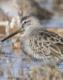 短嘴半蹼鹬 / Short-billed Dowitcher / Limnodromus griseus