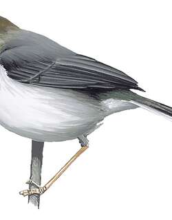 泰塔娇莺 / Taita Apalis / Apalis fuscigularis