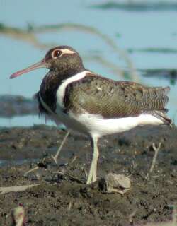澳洲彩鹬 / Australian Painted-snipe / Rostratula australis