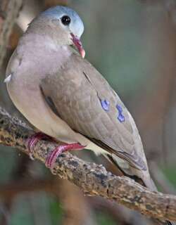 蓝斑森鸠 / Blue-spotted Wood Dove / Turtur afer