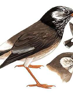 灰椋鸟 / White-cheeked Starling / Spodiopsar cineraceus