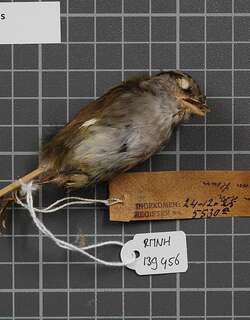 眉纹地莺 / Javan Tesia / Tesia superciliaris