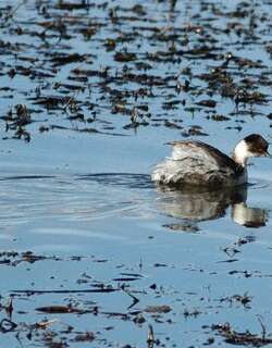 银䴙䴘 / Silvery Grebe / Podiceps occipitalis