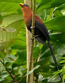 火红嘴地鹃 / Yellow-billed Malkoha / Rhamphococcyx calyorhynchus