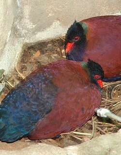 雉鸠 / Pheasant Pigeon / Otidiphaps nobilis