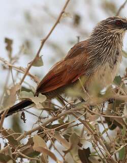 白眉鸦鹃 / White-browed Coucal / Centropus superciliosus