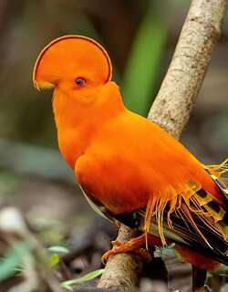 圭亚那冠伞鸟 / Guianan Cock-of-the-rock / Rupicola rupicola