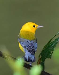 蓝翅黄森莺 / Prothonotary Warbler / Protonotaria citrea