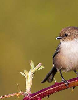 短嘴长尾山雀 / American Bushtit / Psaltriparus minimus