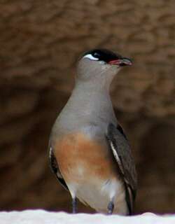 马岛燕鸻 / Madagascan Pratincole / Glareola ocularis