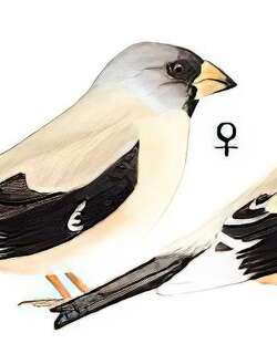 黑尾蜡嘴雀 / Chinese Grosbeak / Eophona migratoria