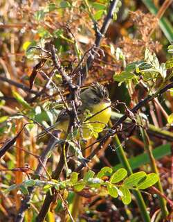 冠多拉霸鹟 / Crested Doradito / Pseudocolopteryx sclateri