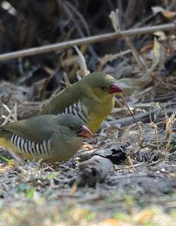 绿梅花雀 / Green Avadavat / Amandava formosa