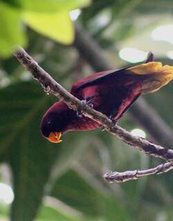 紫红鹦鹉 / Pohnpei Lorikeet / Trichoglossus rubiginosus