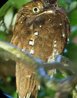 棕林鸱 / Rufous Potoo / Nyctibius bracteatus