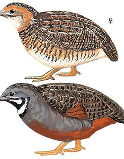 蓝胸鹑 / King Quail / Excalfactoria chinensis
