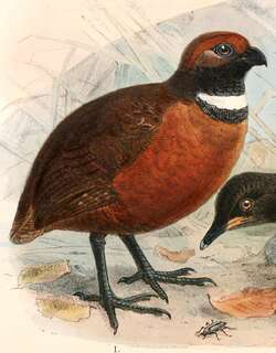 棕额林鹑 / Rufous-fronted Wood Quail / Odontophorus erythrops