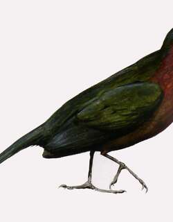 红胸马岛鹃 / Red-breasted Coua / Coua serriana
