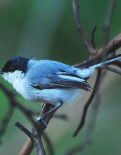 白眼先蚋莺 / White-lored Gnatcatcher / Polioptila albiloris